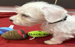 Schnoodle dogs for sale: Schnoodles  - Image 14