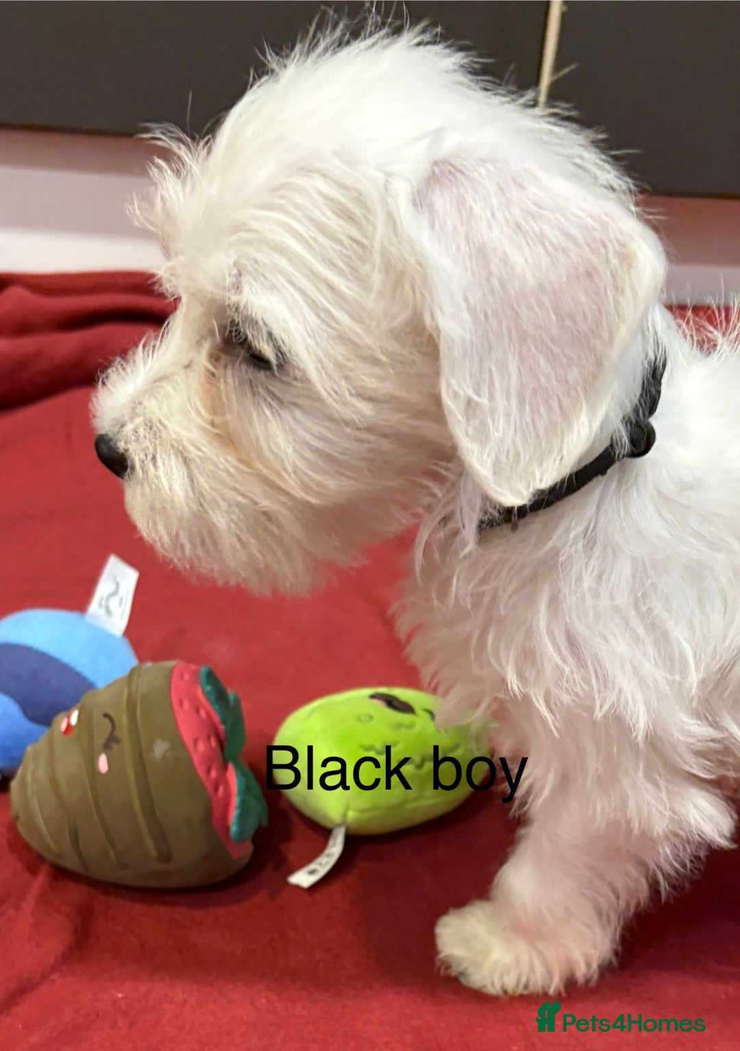 Schnoodle dogs for sale: Schnoodles  - Image 14