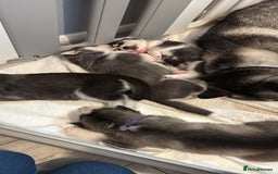 Siberian Husky dogs for sale: Strong Chunky Siberian Husky puppy’s  - Image 15