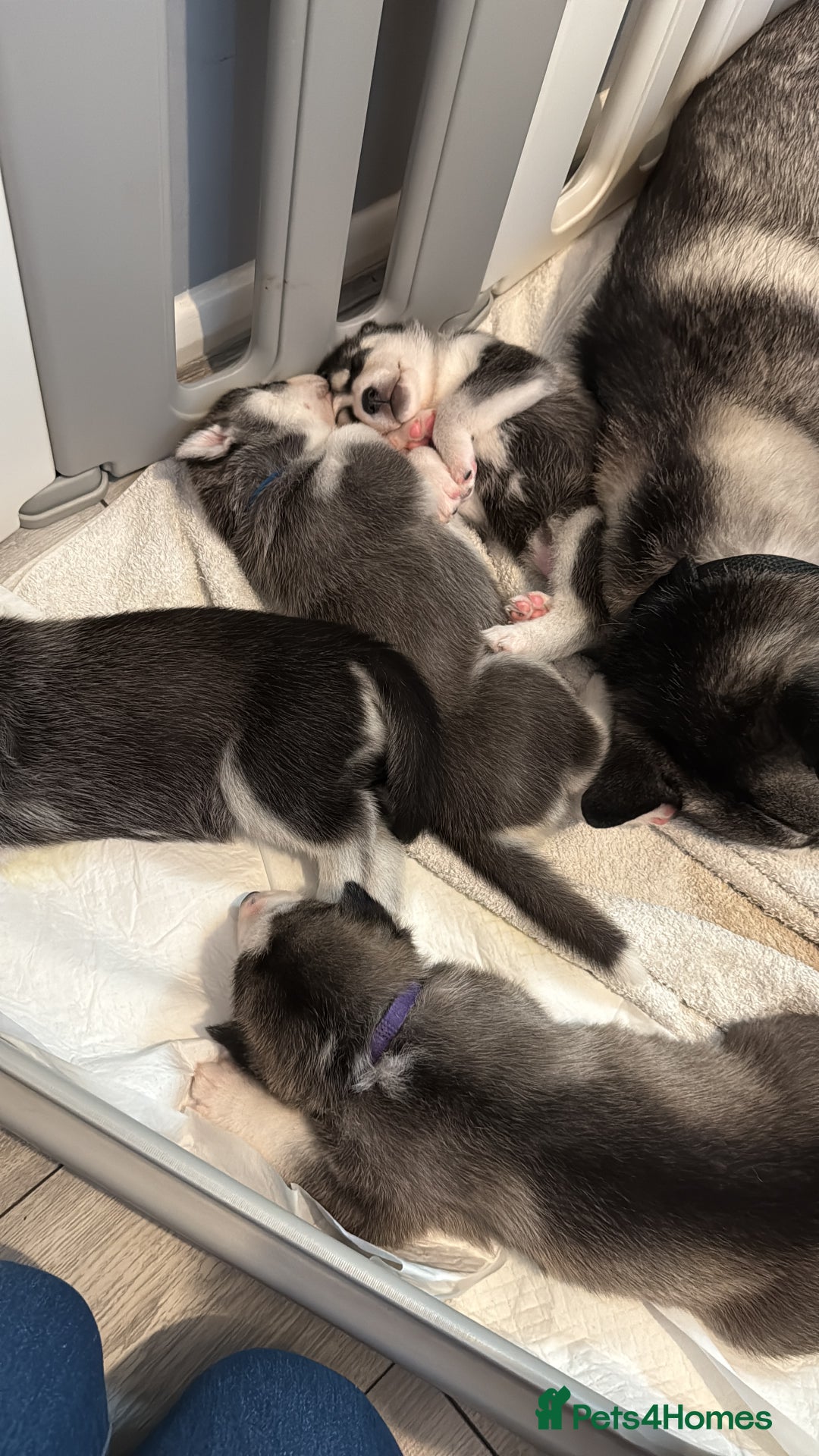 Siberian Husky dogs for sale: Strong Chunky Siberian Husky puppy’s  - Image 15