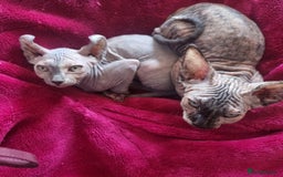 Sphynx cats for sale: Sphynx kittens  - Image 4
