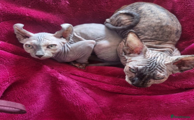 Sphynx cats - Advert 1