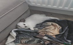 Netherland Dwarf rabbits for sale: Netherland Dwarf looking for amazing home - Image 4