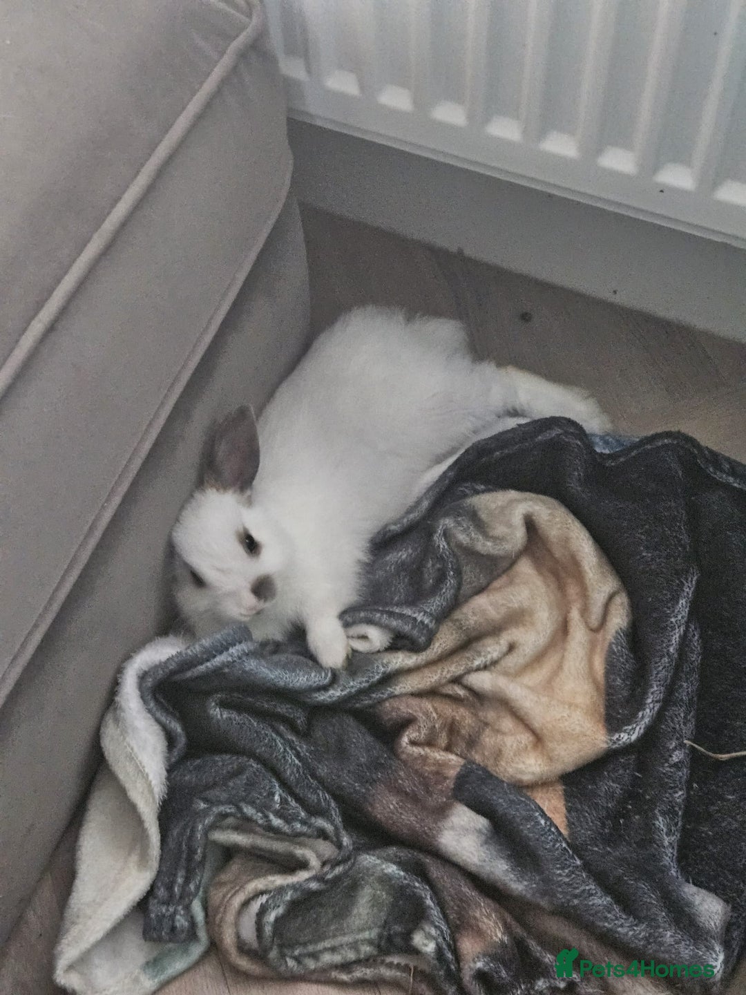 Netherland Dwarf rabbits for sale: Netherland Dwarf looking for amazing home - Image 4