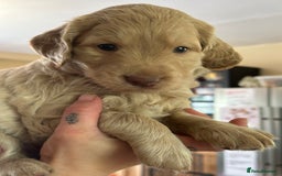 Labradoodle dogs for sale: Beautiful 50/50 British x Australian Labradoodles in Knighton - Image 31