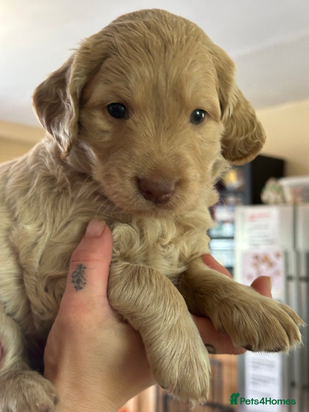 Labradoodle dogs for sale: Beautiful 50/50 British x Australian Labradoodles in Knighton - Image 31
