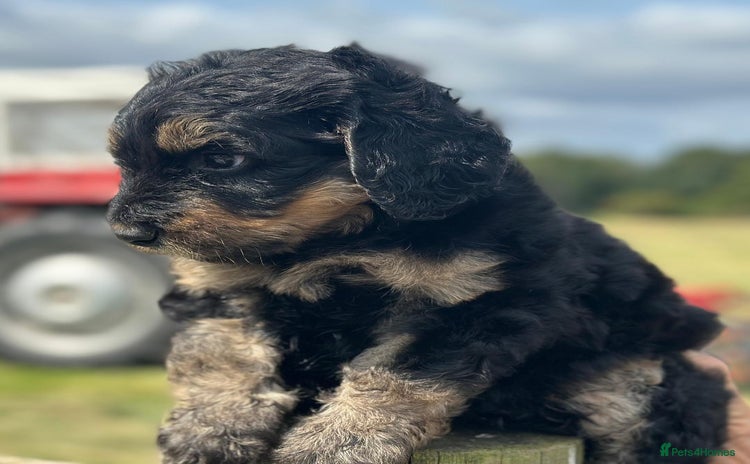 Bernedoodle dogs - Advert 1