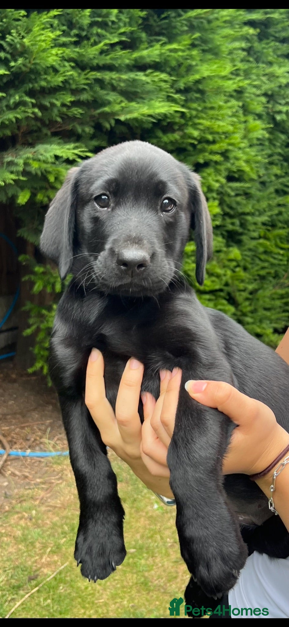 Labrador Retriever dogs RKC Black Labrador Puppies for Sale - Advert 16