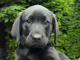 Labrador Retriever dogs RKC Black Labrador Puppies for Sale - Advert 16