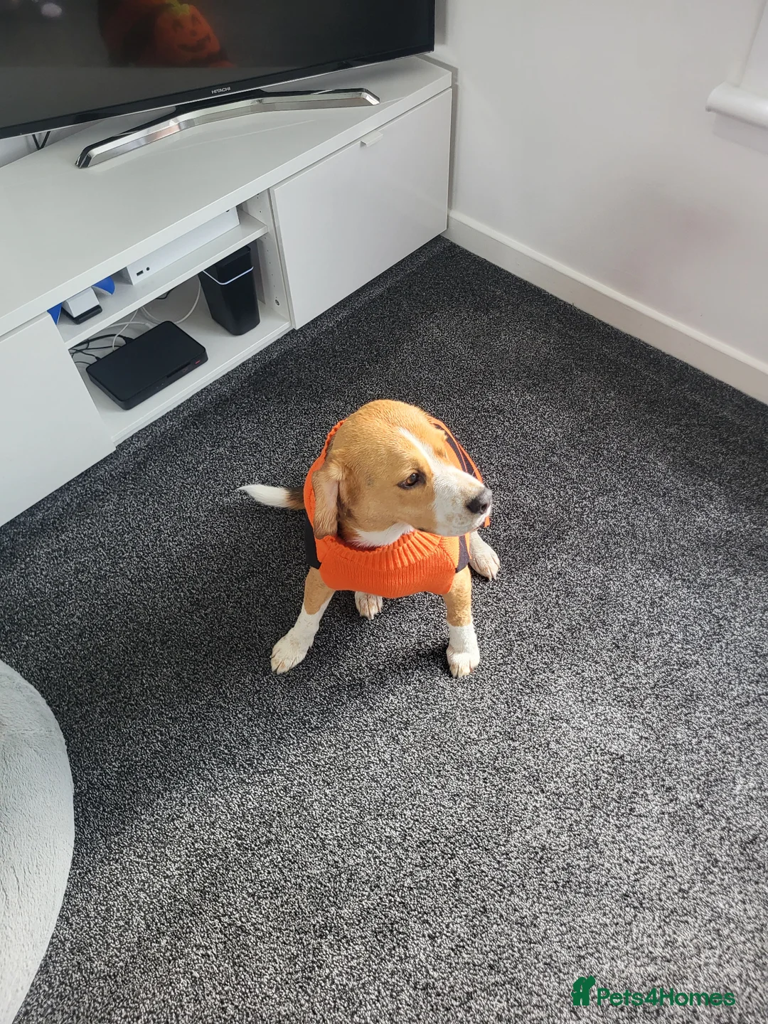 Beagle dogs for sale: Free to good home in Glasgow - Advert 1