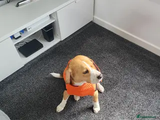 Beagle dogs Free to good home - Advert 1