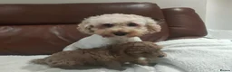Cavapoo dogs for sale: Red cavapoo puppies - Advert 3