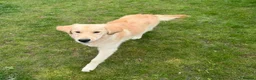 Golden Retriever dogs for sale: 2 KC Boys  - Advert 11