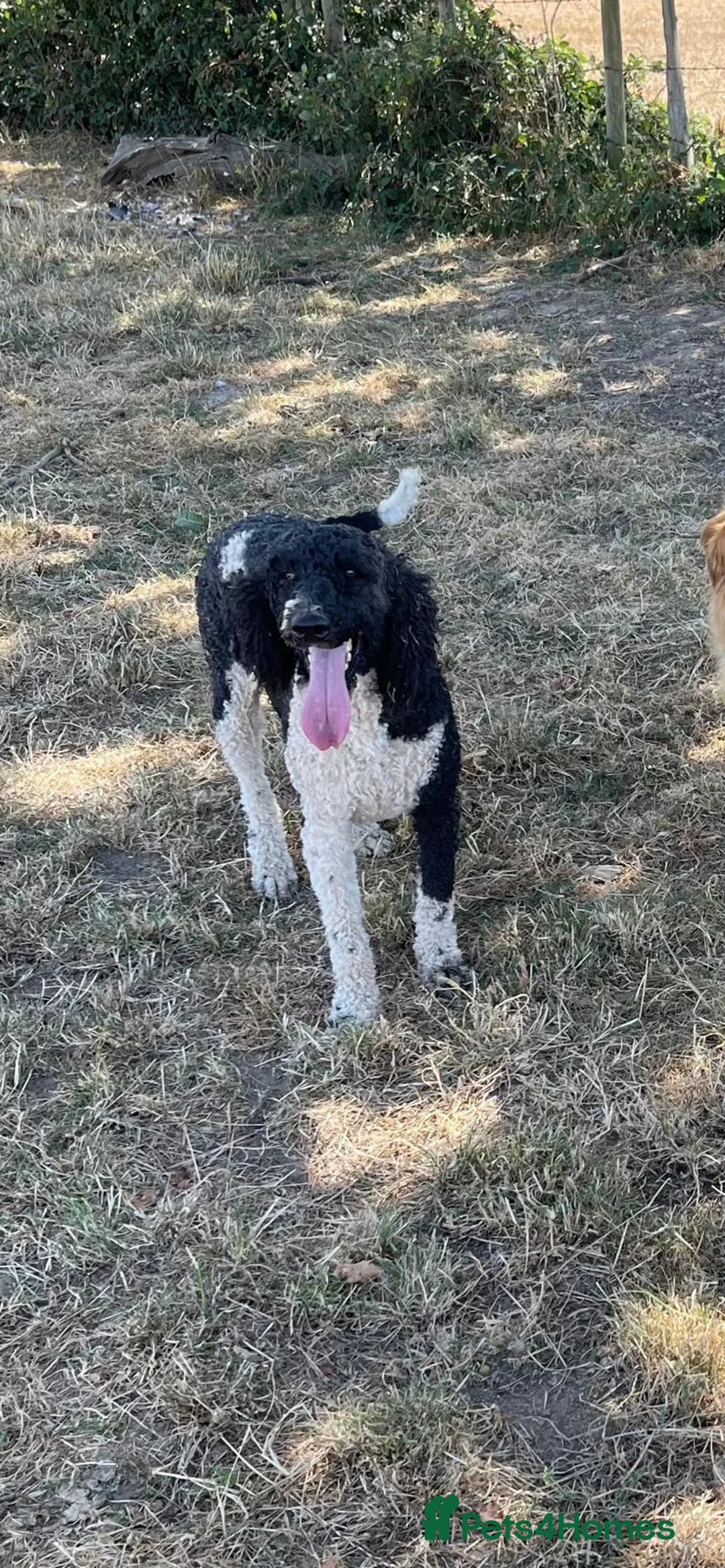 Standard Poodle dogs for stud: Gunner – KC Registered standard poodle  in High Wycombe - Advert 2