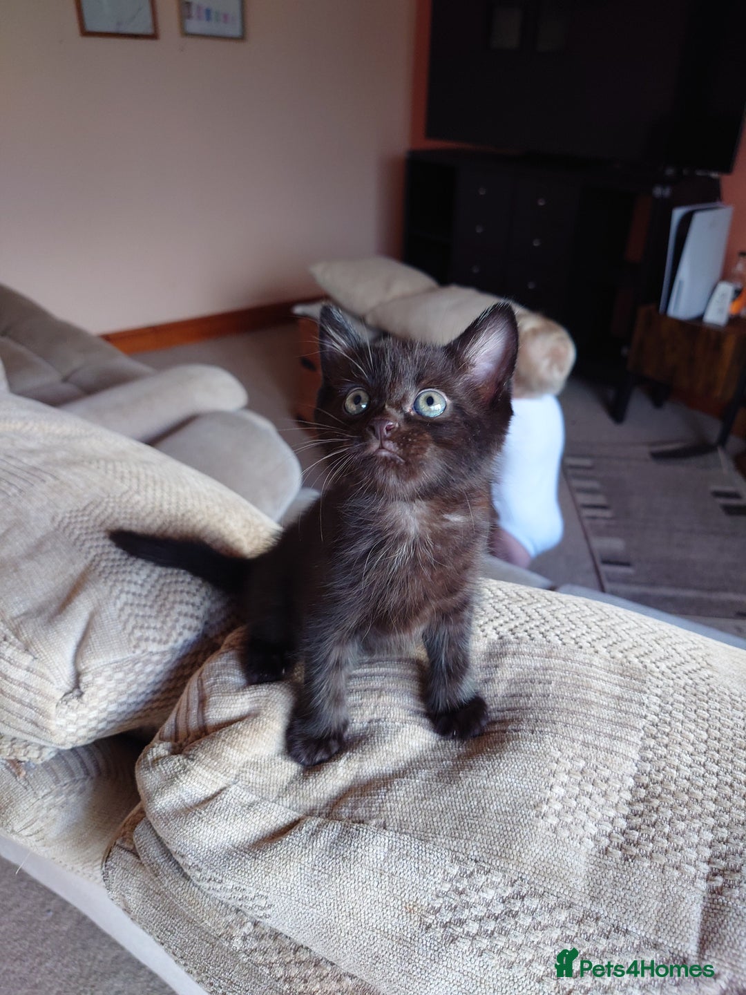 British Shorthair cats for sale: 2 Beautiful black with white bits kittens - Image 3