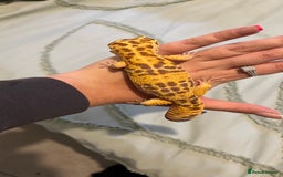 Leopard Gecko reptiles for sale: 4x Leopard geckos  - Image 2