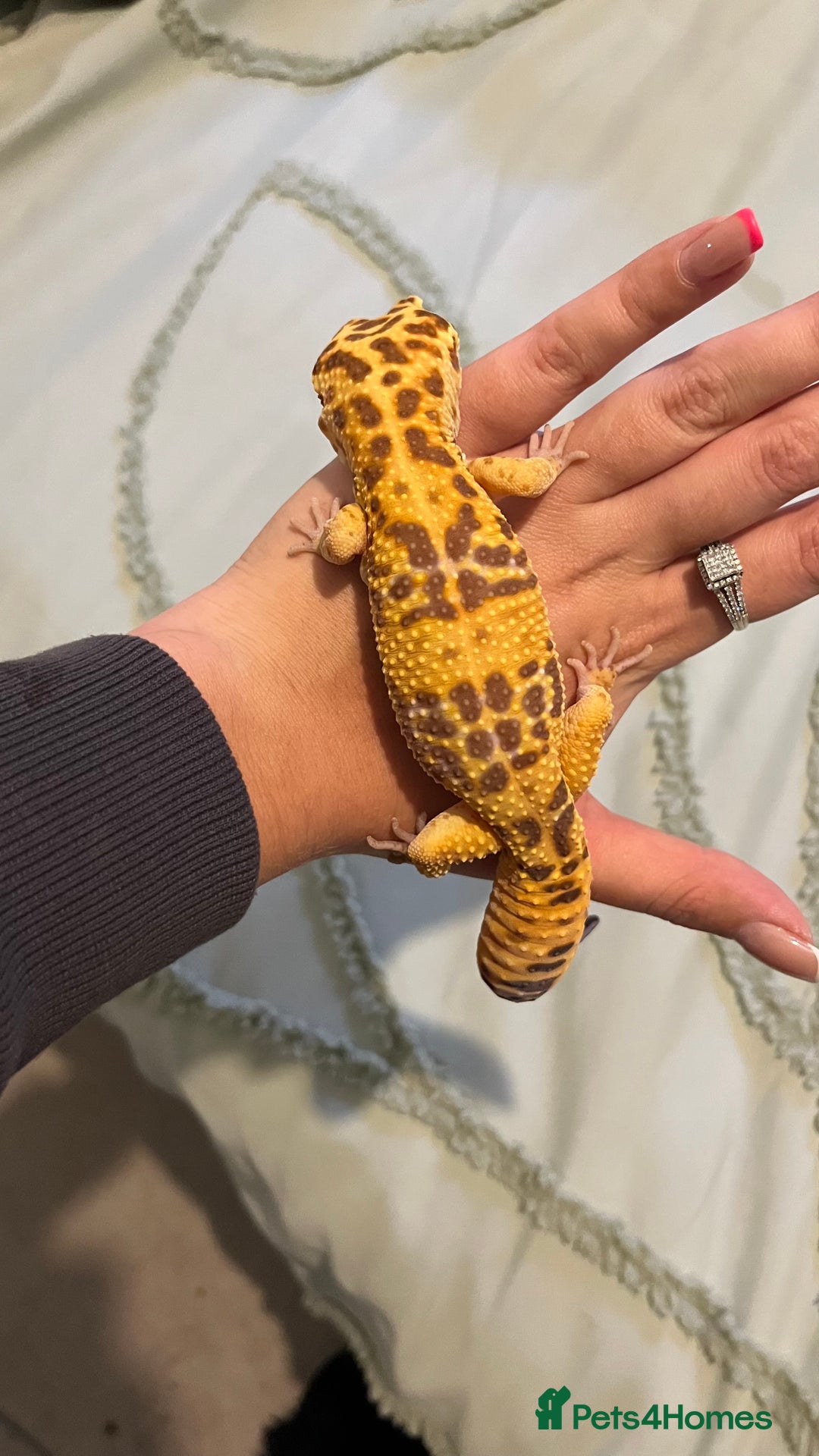 Leopard Gecko reptiles for sale: 4x Leopard geckos  - Image 2
