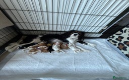 Cavalier King Charles Spaniel dogs for sale: DNA tested parents Cavalier King Charles Spaniel - Image 4