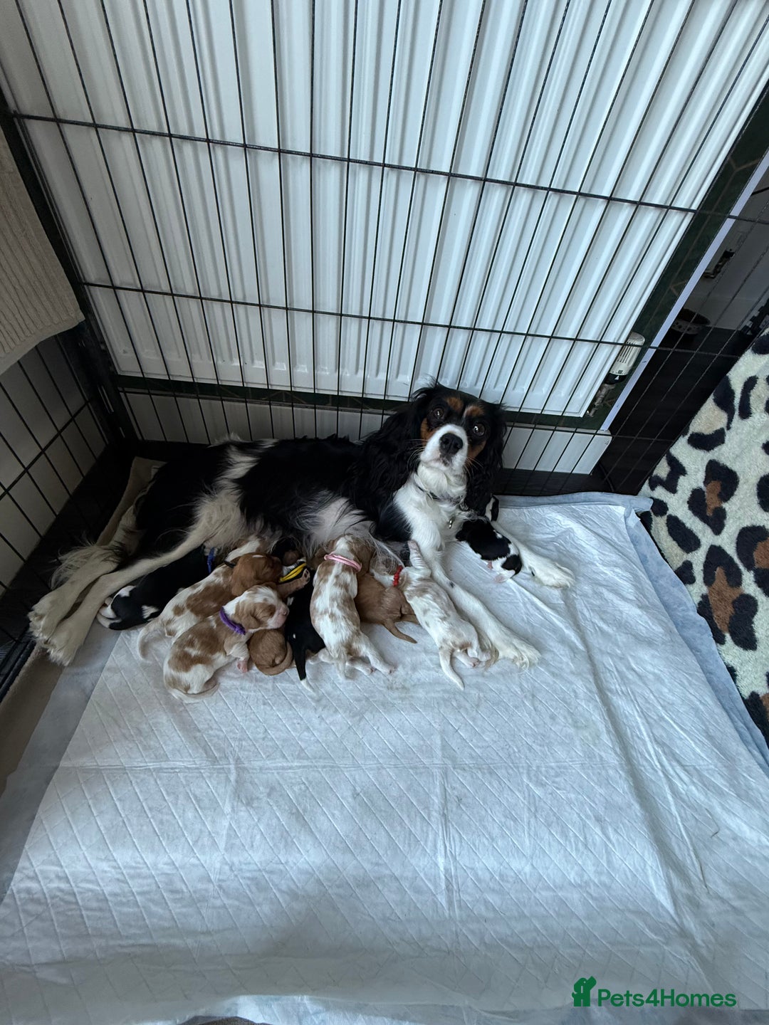 Cavalier King Charles Spaniel dogs for sale: DNA tested parents Cavalier King Charles Spaniel - Image 4