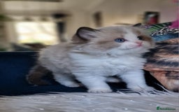 Ragdoll cats for sale: 🌸Stunning TICA🏆Kittens | Award winning cattery🌸 in Slough - Image 15
