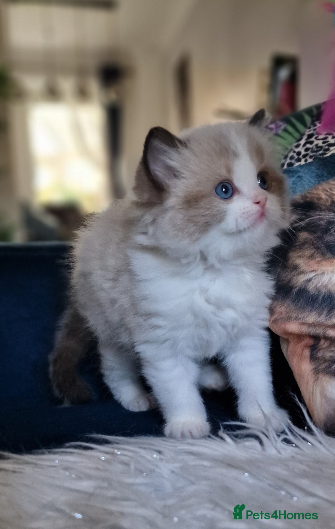 Ragdoll cats for sale: 🌸Stunning TICA🏆Kittens | Award winning cattery🌸 in Slough - Image 15