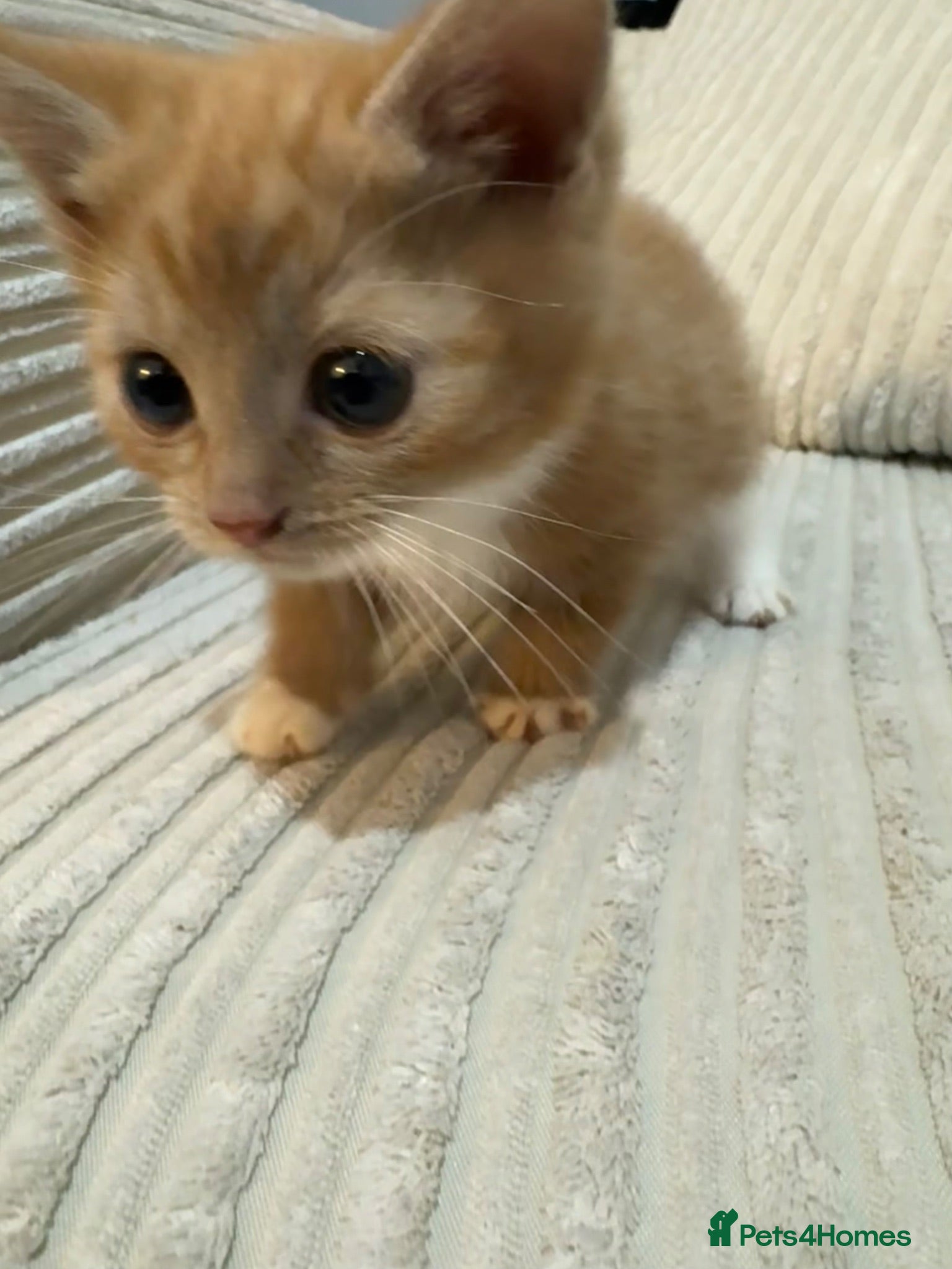 Mixed Breed cats Mixed breed kittens for sale - Advert 1