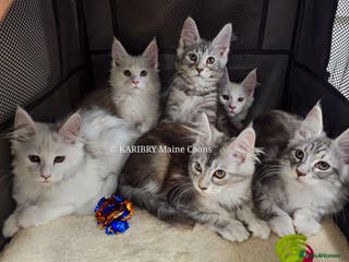 Maine Coon cats ACTIVE TICA Registered Shaded & Shaded lines - Advert 11