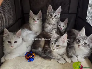 Maine Coon cats ACTIVE TICA Registered Shaded & Shaded lines - Advert 16