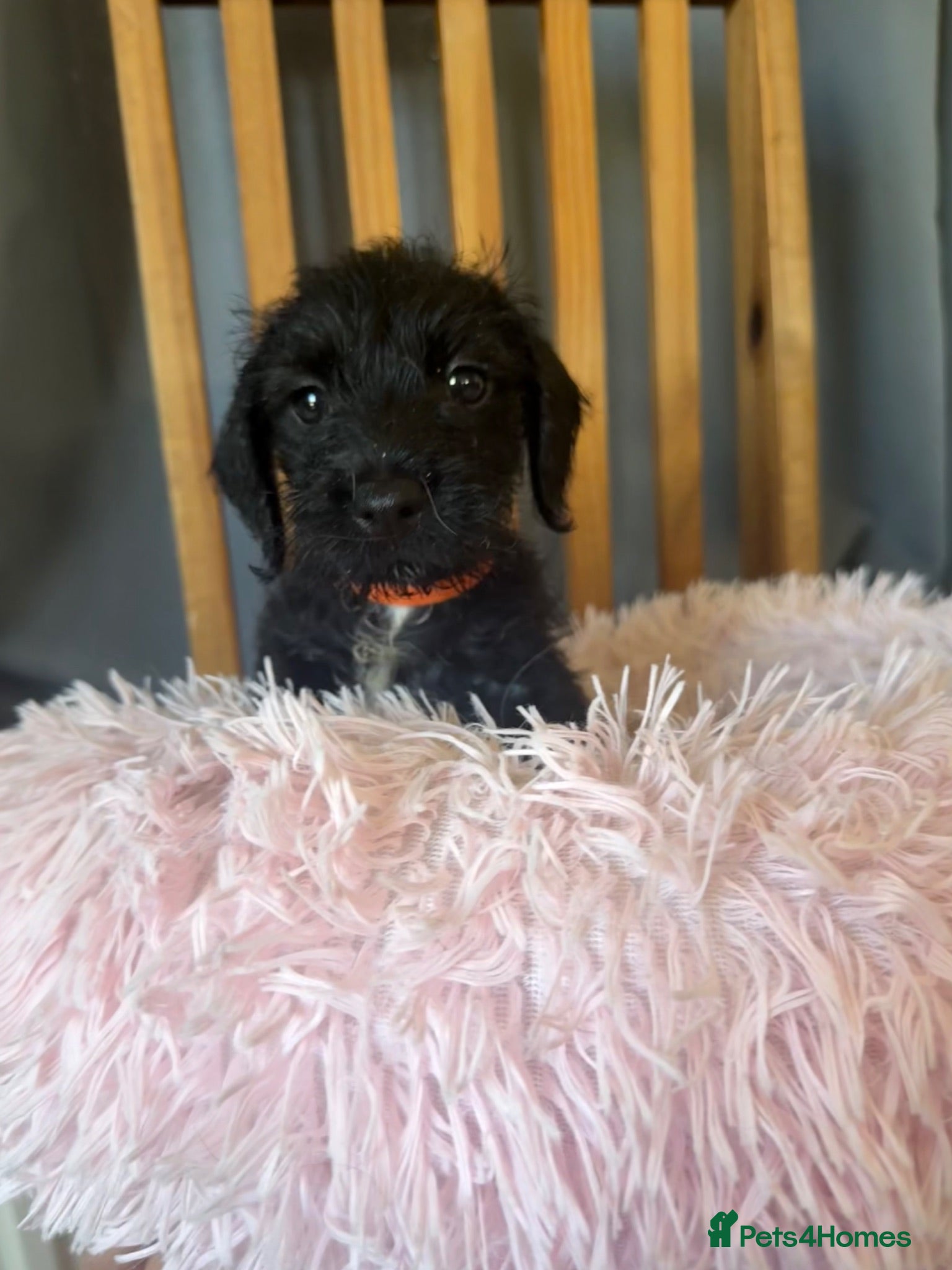 Jackshund dogs 🐾Wire haired dashchund x Jack Russell puppies ❤️  - Advert 13