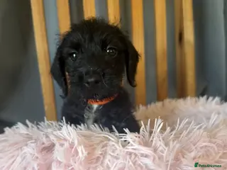 Jackshund dogs 🐾Wire haired dashchund x Jack Russell puppies ❤️ - Advert 13