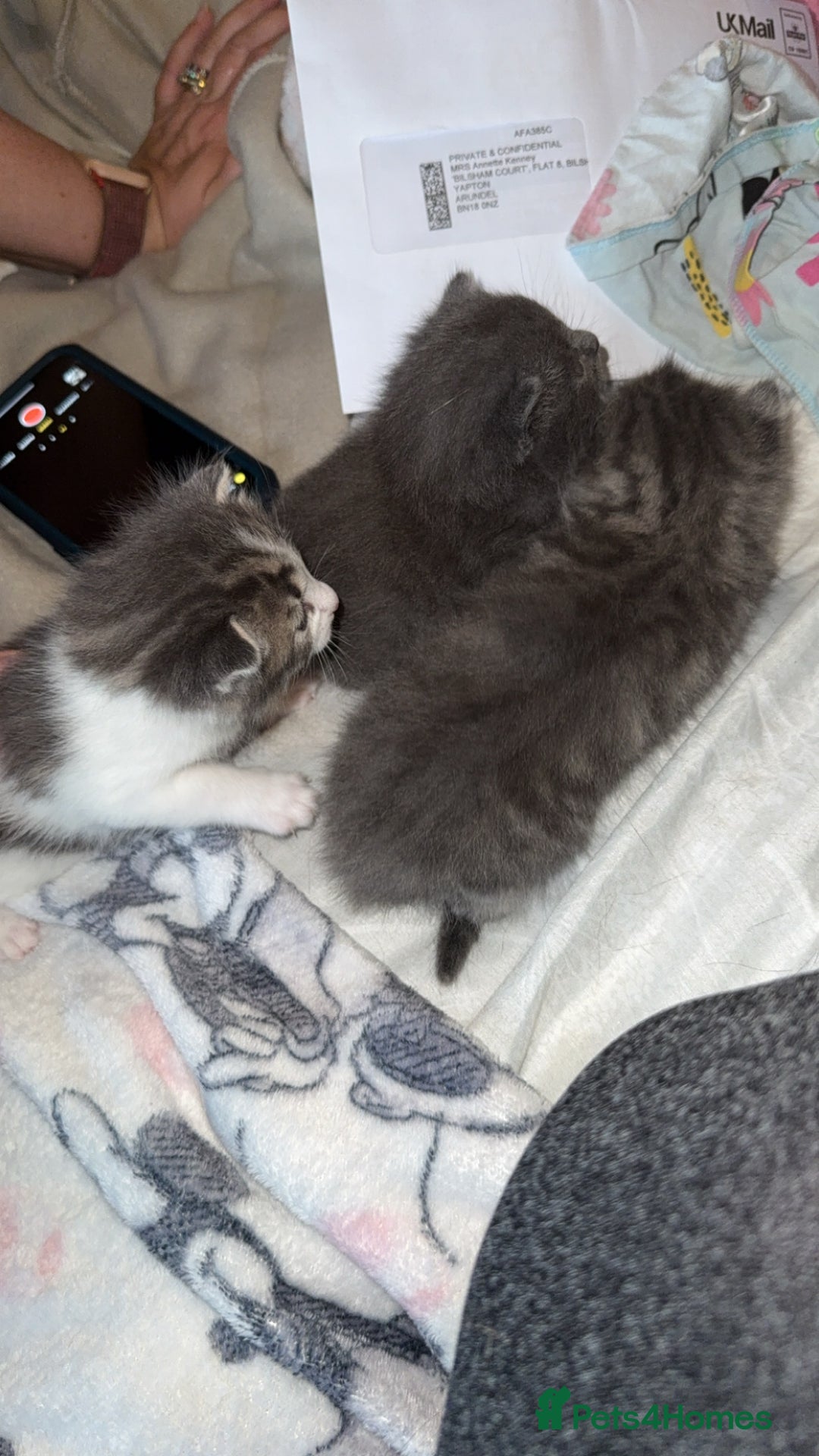Mixed Breed cats for sale: 1 male 1 female tabby - Image 4