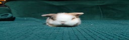 Mini Lop rabbits for sale: 2 stunning mini lops for reserve  - Advert 5