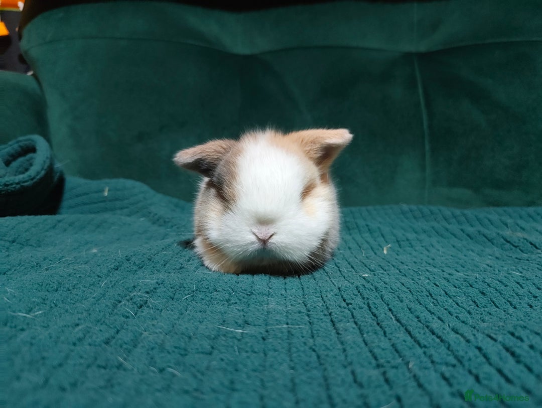 Mini Lop rabbits for sale: 2 stunning mini lops for reserve  - Advert 5