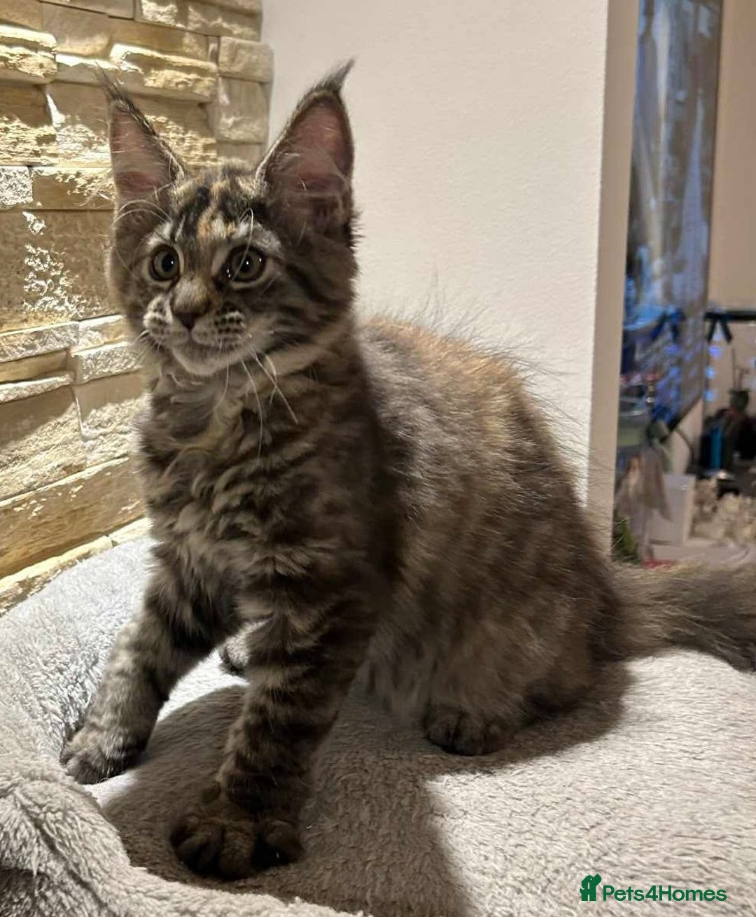 Maine Coon cats for sale: Pure blood Maine coon kittens  - Image 7