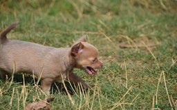 Chihuahua dogs for sale: One of a kind ChiPin Puppies - Image 13