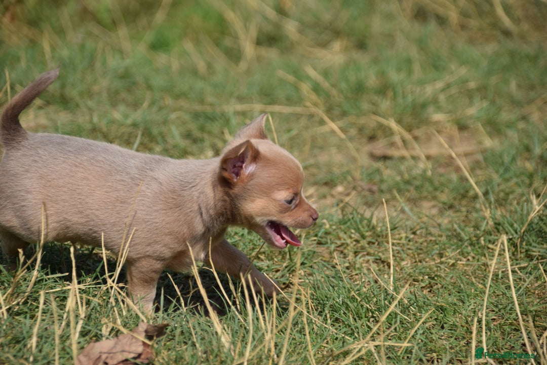Chihuahua dogs for sale: One of a kind ChiPin Puppies - Image 13
