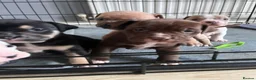 Staffordshire Bull Terrier dogs for sale: 7 staffie puppies in Liverpool - Advert 6