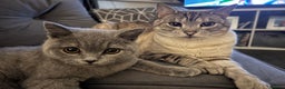 Bengal cats for sale: Half Bengal Boy - Advert 1