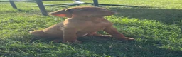 Hungarian Vizsla dogs for sale: Ready this weekend Beautiful litter.  - Advert 5