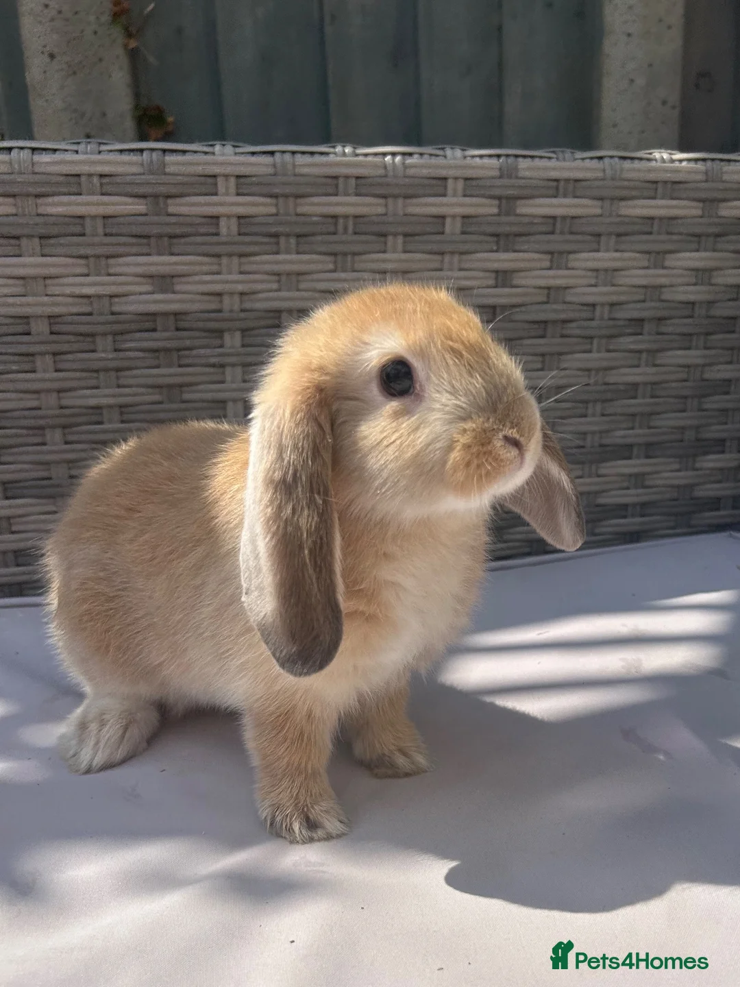 Mini Lop rabbits for sale: Beautiful mini lop rabbits  - Advert 2