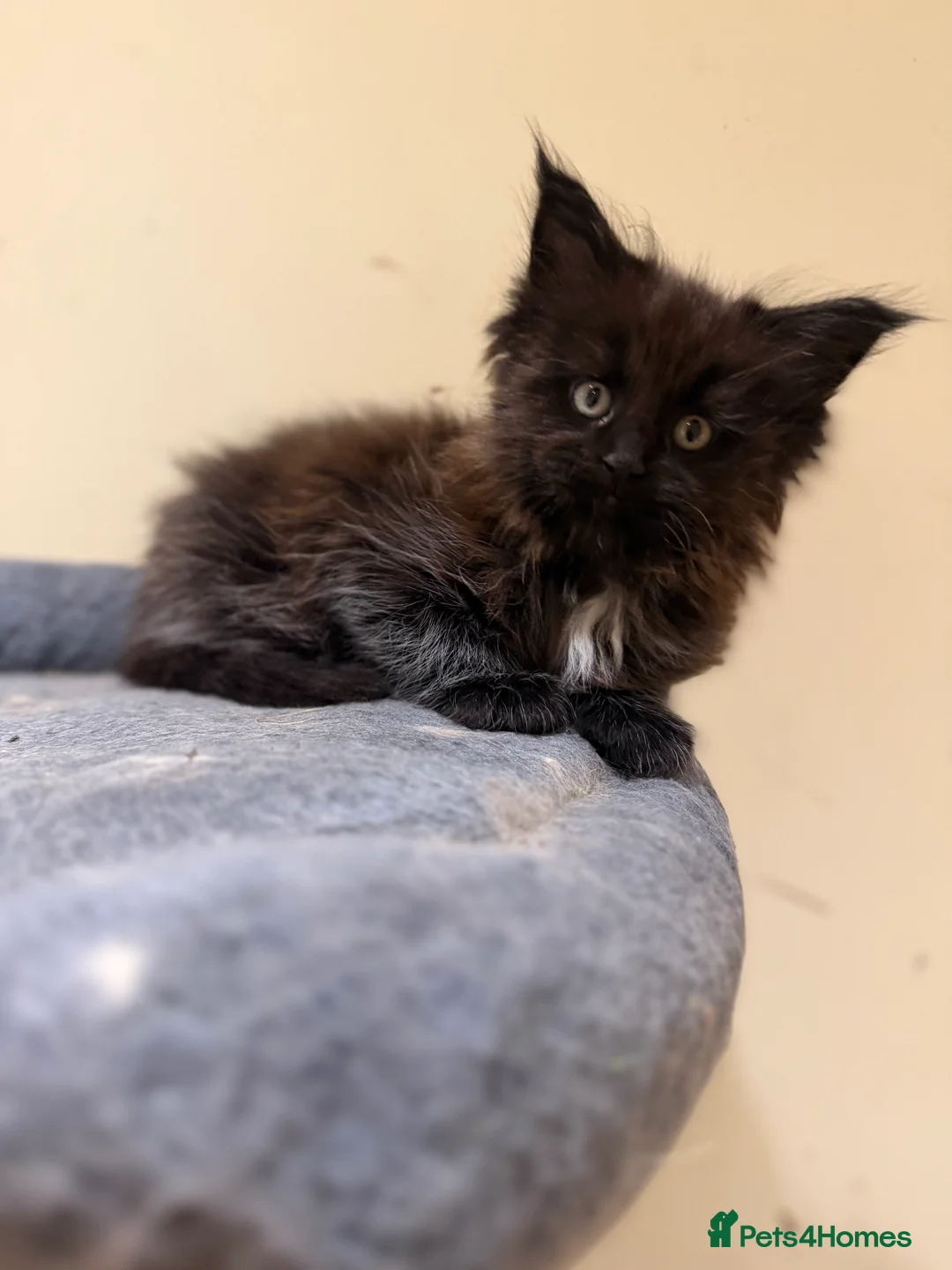 Maine Coon cats for sale: 1 left Purebred Maine Coon Kittens - TICA 🐾 - Advert 23