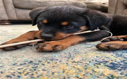 Rottweiler dogs for sale: 14 week old male puppy - Image 3