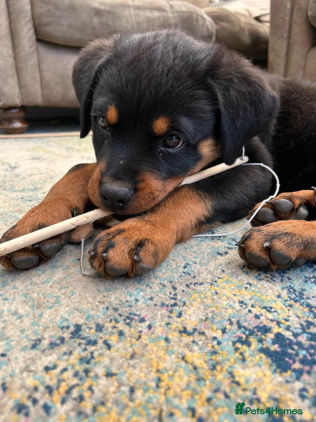 Rottweiler dogs for sale: 14 week old male puppy - Image 3
