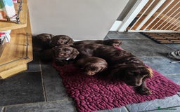 Sprocker dogs for sale: Adorable, well-socialised Sprocker Spaniel puppies - Image 13