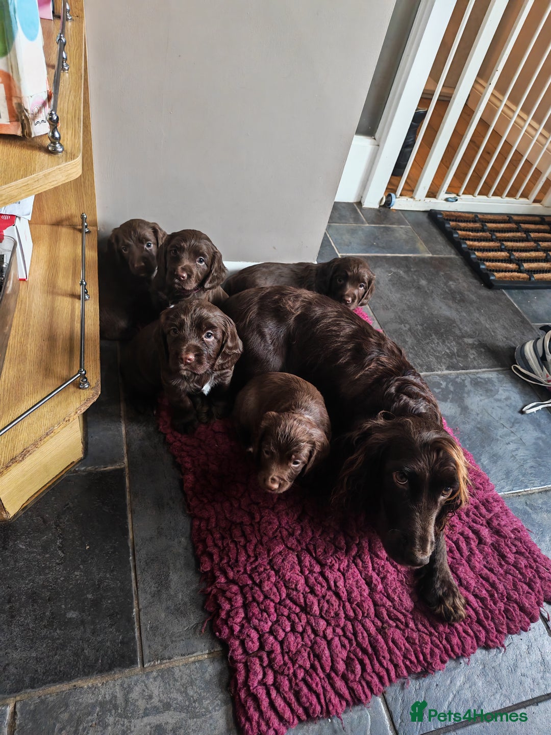 Sprocker dogs for sale: Adorable, well-socialised Sprocker Spaniel puppies - Image 13