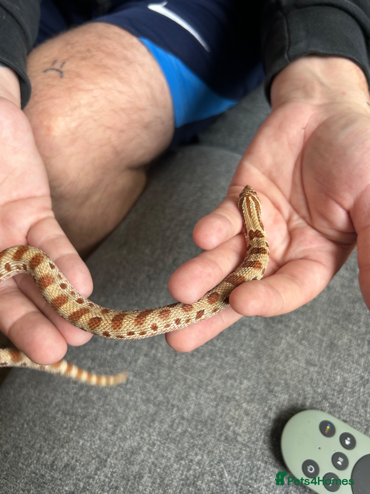 Snake reptiles Western Hognose with full Setup - Advert 1