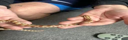 Snake reptiles for sale: Western Hognose with full Setup - Advert 1