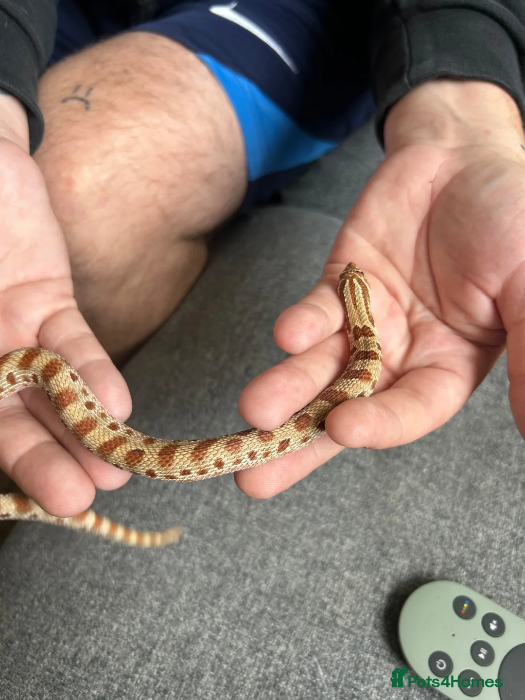 Snake reptiles for sale: Western Hognose with full Setup - Advert 1