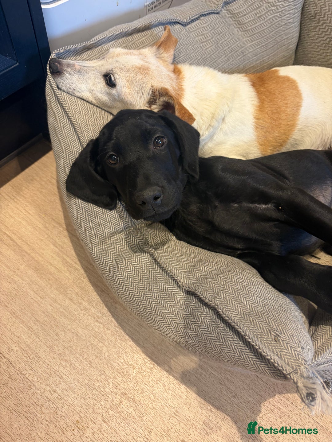 Mixed Breed dogs for sale: Black lab X GSP puppy 1 male remaining  - Advert 14