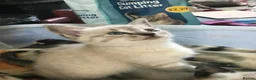 Mixed Breed cats for sale: Beautiful kittens for sale  - Advert 9